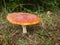 Amanita muscaria fly agaric mushroom poison