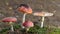 Amanita muscaria fly agaric red mushrooms with white spots in grass