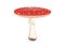 Amanita muscaria, Fly Agaric. A red toxic mushroom.