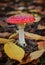 Amanita muscaria or Fly Agaric toadstool