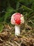Amanita muscaria fly agarik mushroom poison