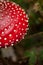 Amanita muscaria in the forest