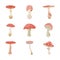 Amanita muscaria forest mushroom, magic fly agaric toxic fungus a vector icons