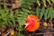 Amanita muscaria in forest top view. Fly agaric wild mushroom in fall nature in green fern leaves. Autumn colors background