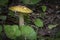 Amanita Muscaria Fungus on a Hiking Trail