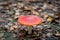 Amanita muscaria - a genus of mycorrhizal lamellar fungi of the Amanite family