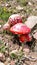 Amanita muscaria group