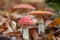 Amanita Muscaria, with its characteristic white spots on the hat, remains of the veil, and its intense red color.