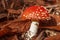 Amanita Muscaria, with its characteristic white spots on the hat, remains of the veil, and its intense red color.