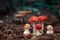 Amanita Muscaria in its natural environment. Toxic and hallucinogen mushrooms Fly Agaric on forest background. Red