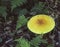 Amanita muscaria mushroom, also called Fly agaric