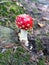 Amanita muscaria mushroom or fly agaric growing in the forest