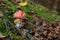 Amanita muscaria mushroom in a forest of beeches, Italy