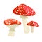 Amanita muscaria mushroom icon. Cartoon illustration of toadstool vector for web design