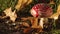 Amanita Muscaria Mushroom and Leaves