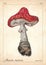 Amanita muscaria mushroom vector. Watercolor amanita muscaria mushroom vector illustration. Fly agaric, amanita muscaria