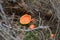 Amanita muscaria mushrooms. Piatra Craiului National Park. Southern Carpathians. Romania