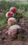 Amanita Muscaria Mushrooms Row