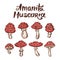 Amanita muscaria poison toxic mushroom illustration