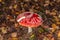 Amanita muscaria. Poisonous, inedible mushroom