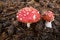 Amanita Muscaria, poisonous mushroom and natural hallucinogen from the forest, Red capped Magic