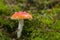Amanita Muscaria, poisonous mushroom and natural hallucinogen from the forest, Red capped Magic