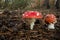 Amanita Muscaria, poisonous mushroom and natural hallucinogen from the forest, Red capped Magic