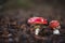 Amanita Muscaria, poisonous mushroom and natural hallucinogen from the forest, Red capped Magic