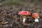 Amanita Muscaria, poisonous mushroom and natural hallucinogen from the forest, Red capped Magic