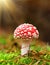 Amanita Muscaria, poisonous mushroom. Photo has been taken in the natural forest background.