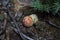 Amanita muscaria/ red mushroom with white spots in silverton colorado