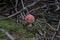 Amanita muscaria/ red mushroom with white spots in silverton colorado