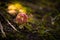 Amanita muscaria. Red spotted mushroom fungi. Fly agaric. Beautiful nature landscape. Green moss, blurred background.