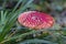 Amanita Muscaria, Red Toadstool - dangerous mashroom