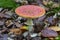 Amanita Muscaria, Red Toadstool - dangerous mashroom