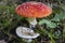 Amanita Muscaria, Red Toadstool - dangerous mashroom