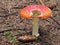 Amanita muscaria toadstool