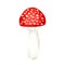 Amanita muscaria watercolor, Fly agaric mushroom. White spotted toxic red mushrooms. Illustration on white background.