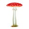 Amanita mushroom