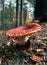 Amanita mushroom in the forest