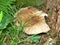 Amanita Mushroom on Forest Floor