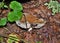 Amanita Mushroom on Forest Floor