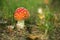 Amanita mushroom in the grass