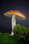 Amanita Mushroom Growing in Moss