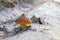 Amanita mushroom grows in forest sand