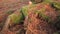 Amanita mushroom grows on mossy and tangled large roots of a tree strewn with red dry conifer needles