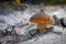 Amanita mushroom grows in sand