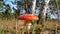 Amanita mushroom inedible on the background of birches.