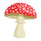 Amanita mushroom. Poisonous toadstool fly agaric. Inedible poisonous mushroom. Autumn and summer forest dweller