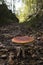 Amanita mushroom seen from above